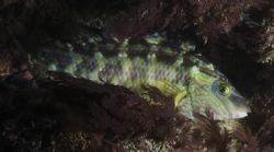 A corkwing wrasse (Symphodus melops) with a parasitic iso... by Joao Pedro Tojal Loia Soares Silva 